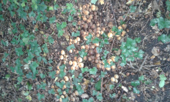 natuur