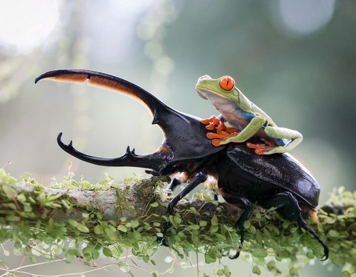 beetle/tod