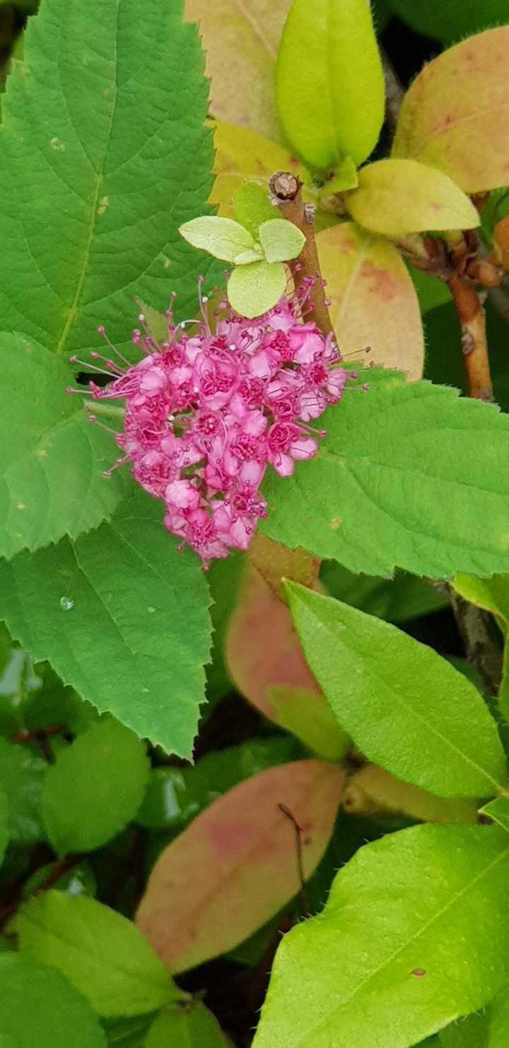 korea summer flower