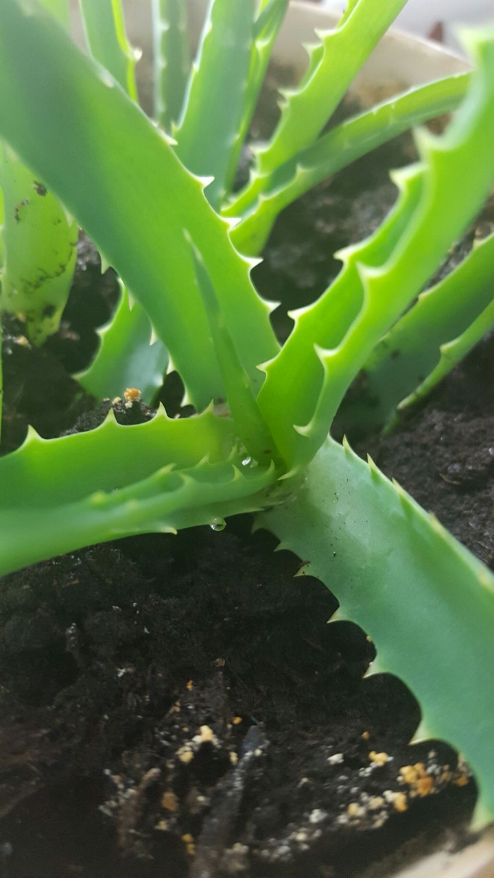 Mini Cactus