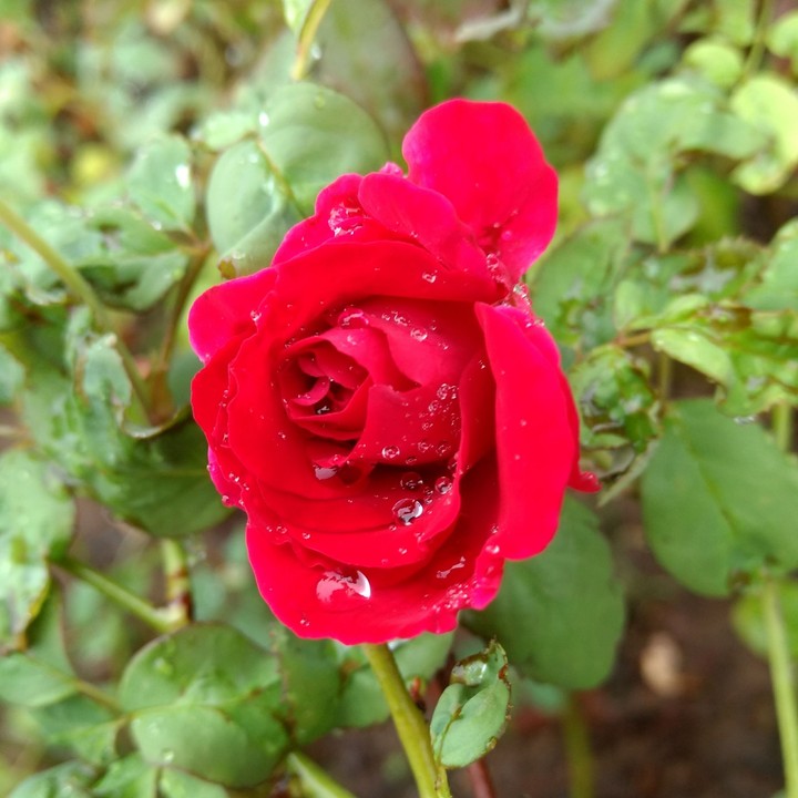 Symbol of Love
