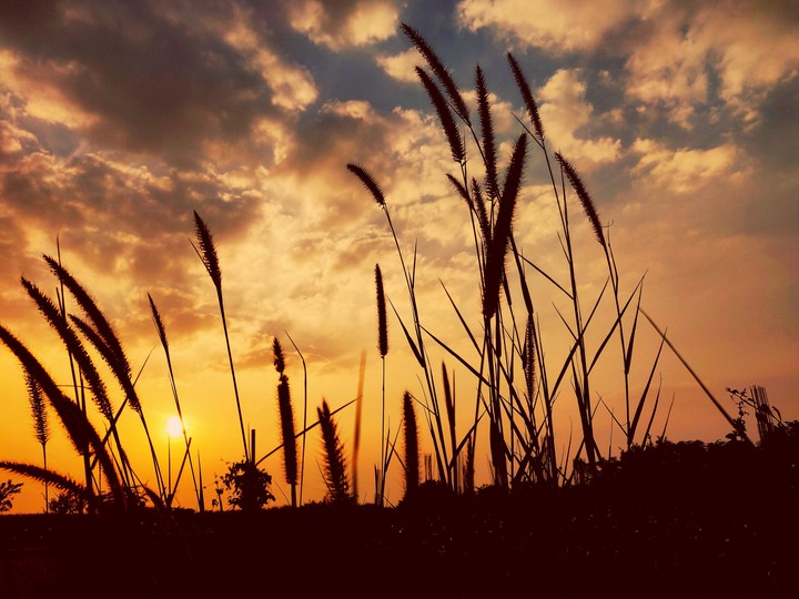 the sunset