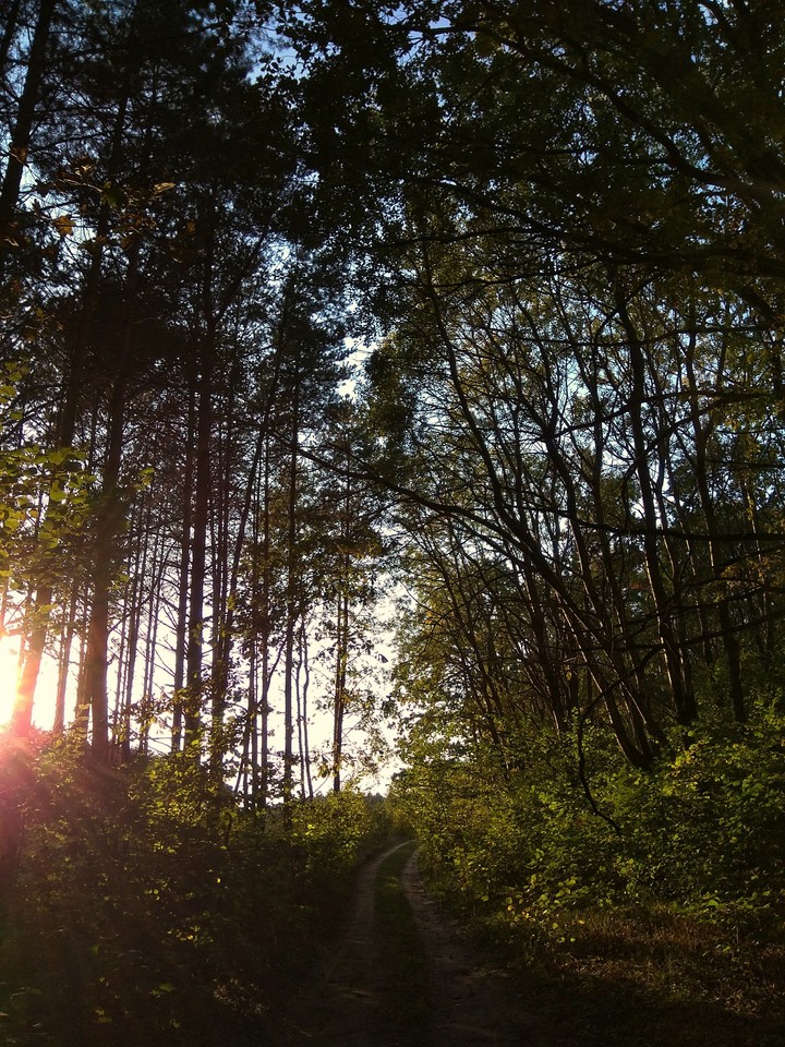road in the forest