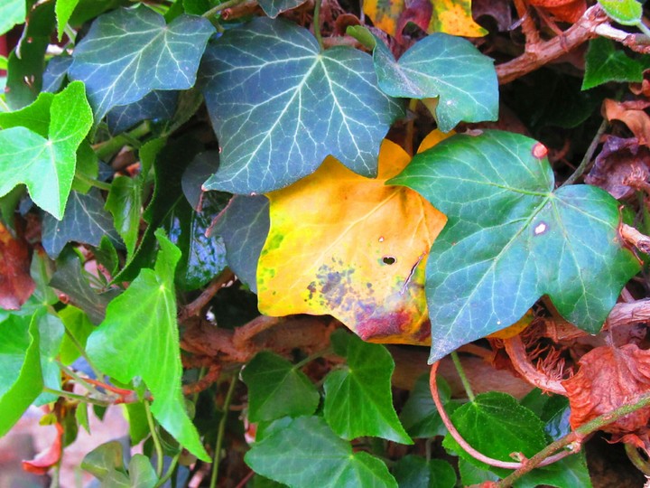 All colours leaves