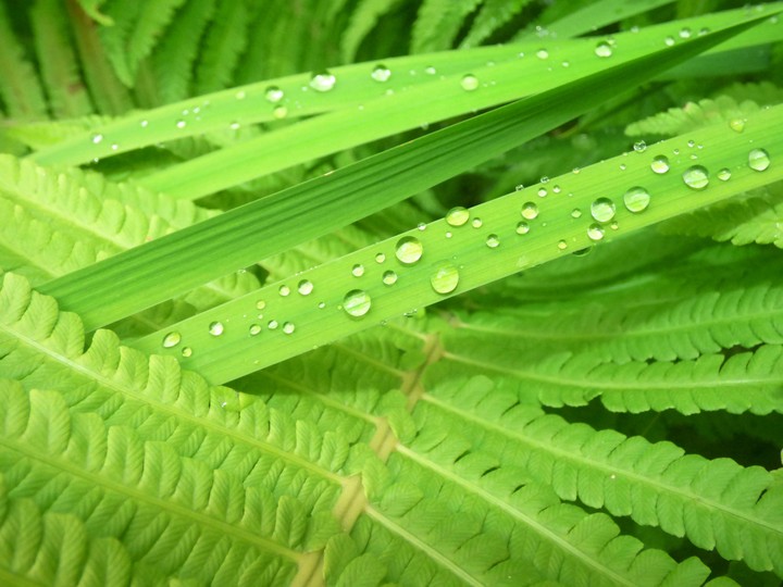 Waterdrops