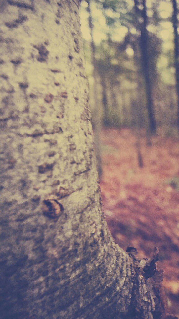 tree