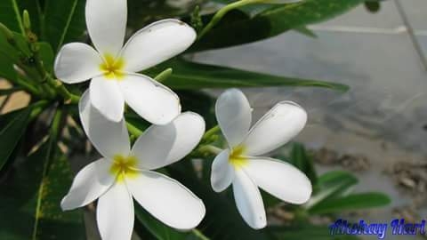 White flowers
