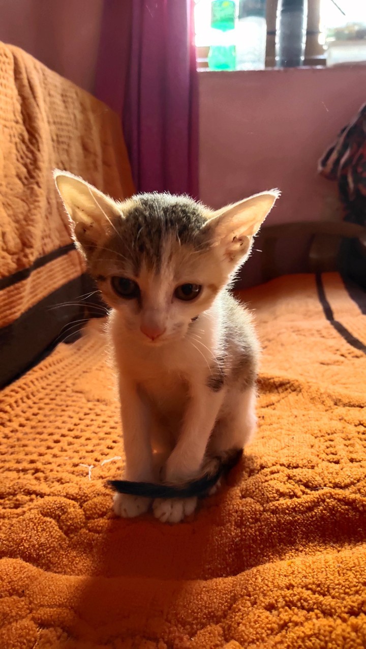 cat?