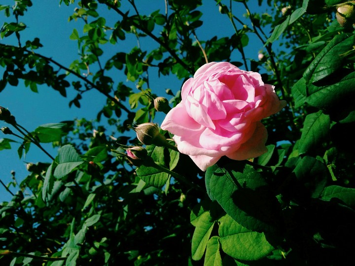 rose