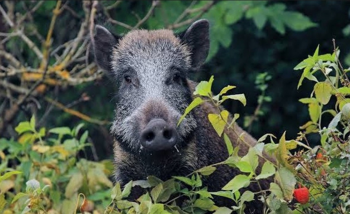 Pork