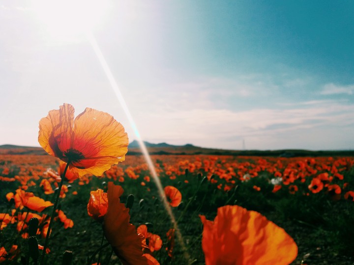 flower