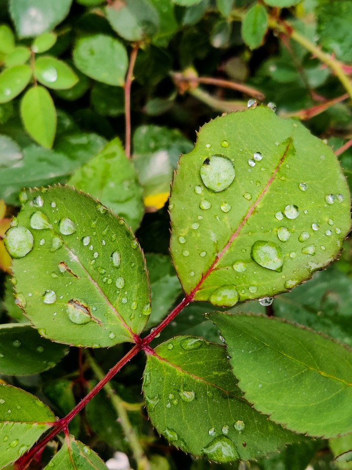 monsoon