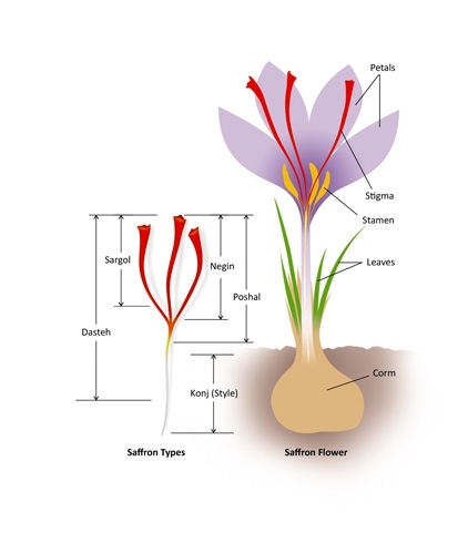 saffron