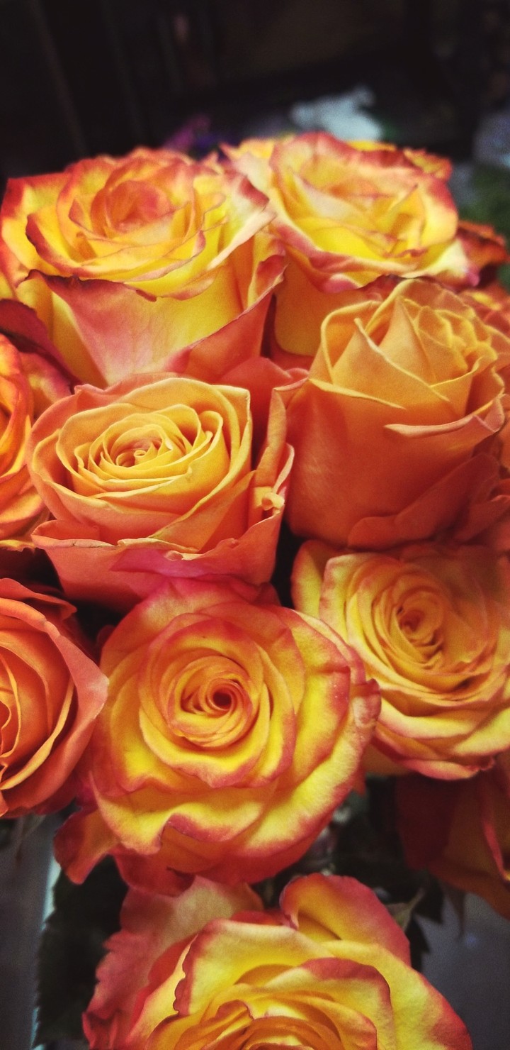 orange crush Rose's