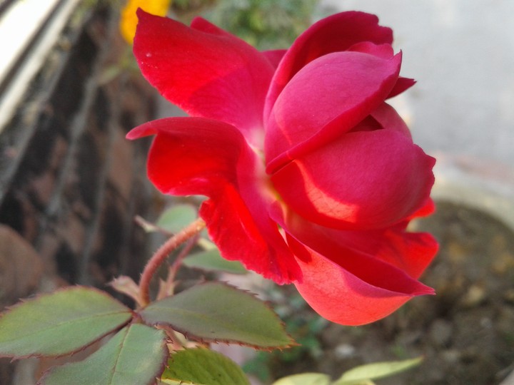 red rose