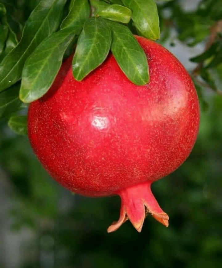 رمان ....