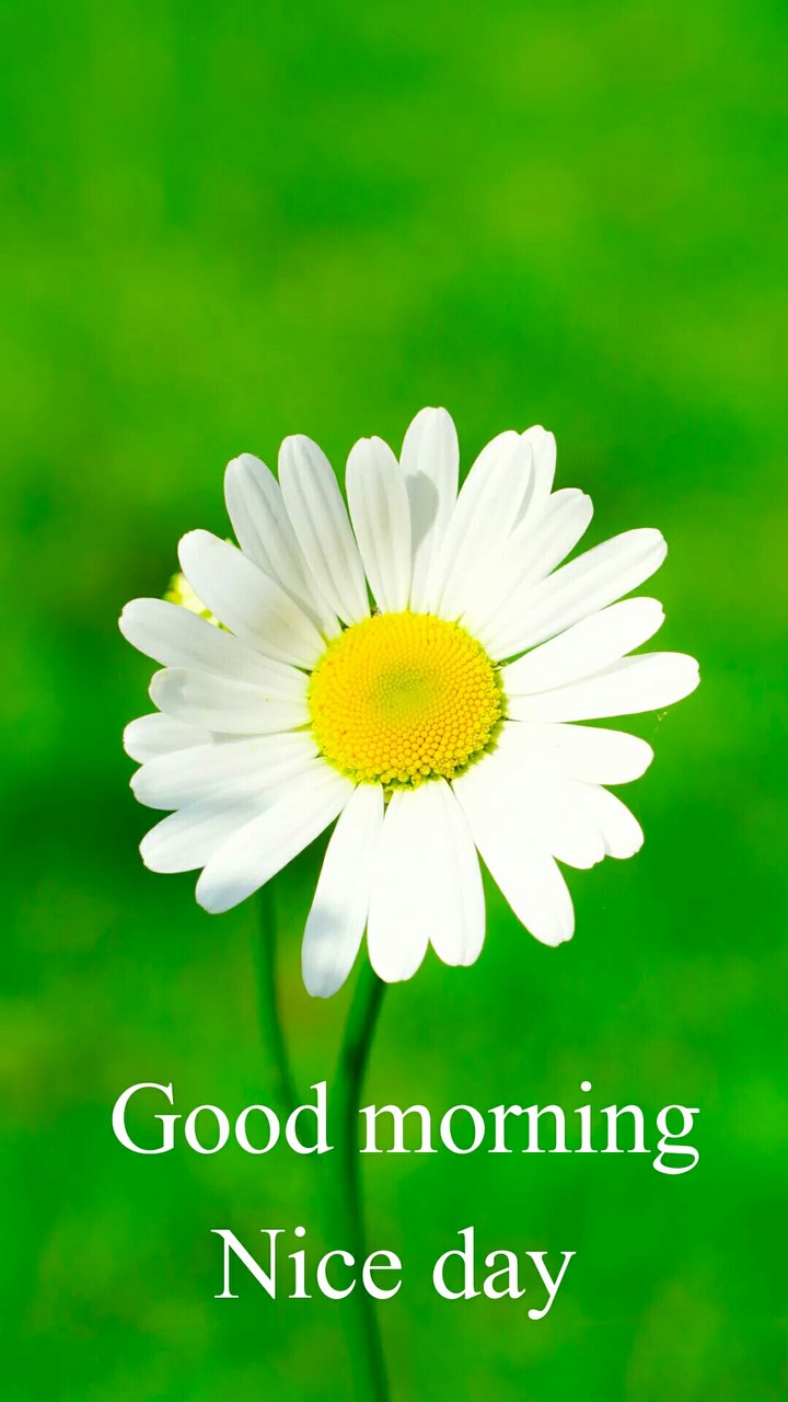 Good morning