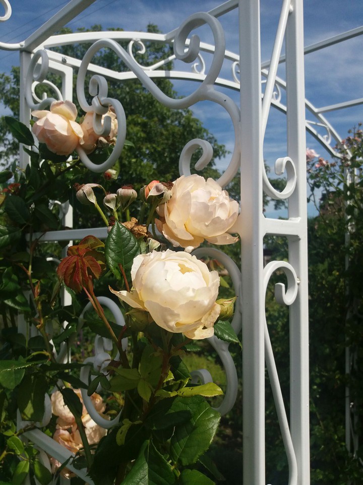 roses