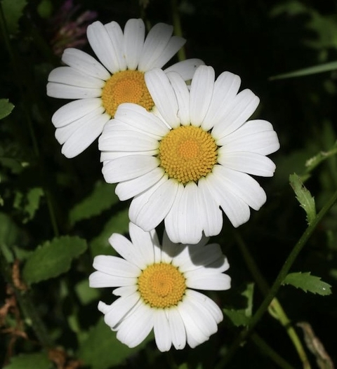 fonds d'écran plants, feverfew