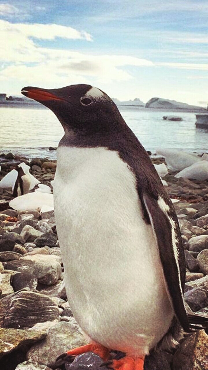 penguin