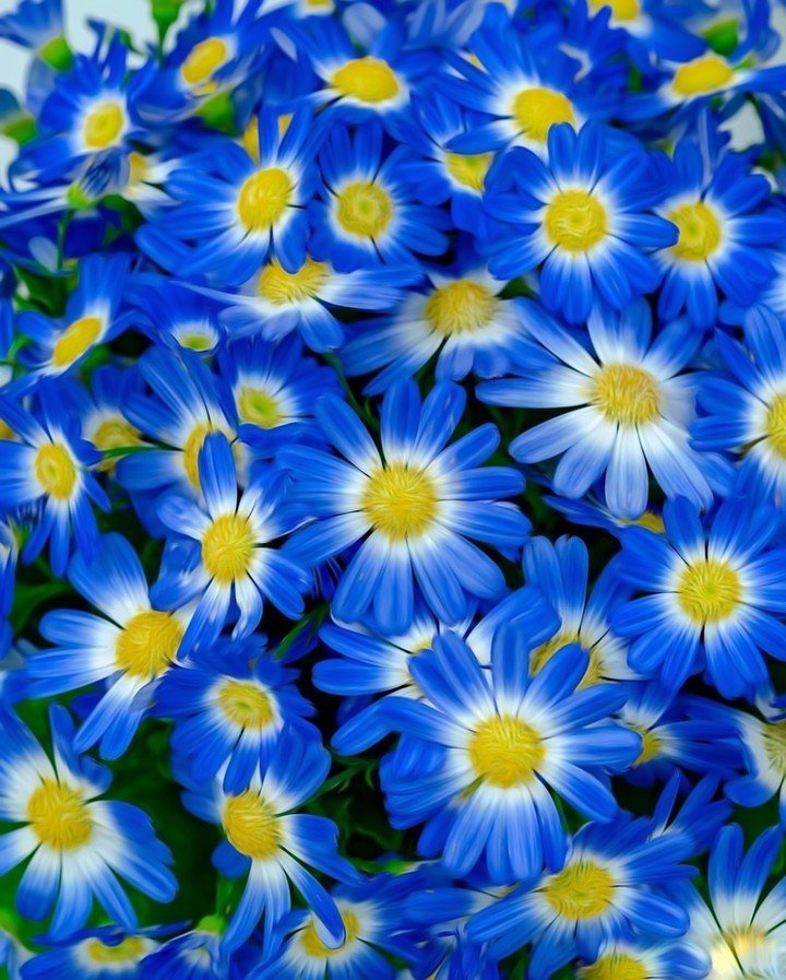 daisy