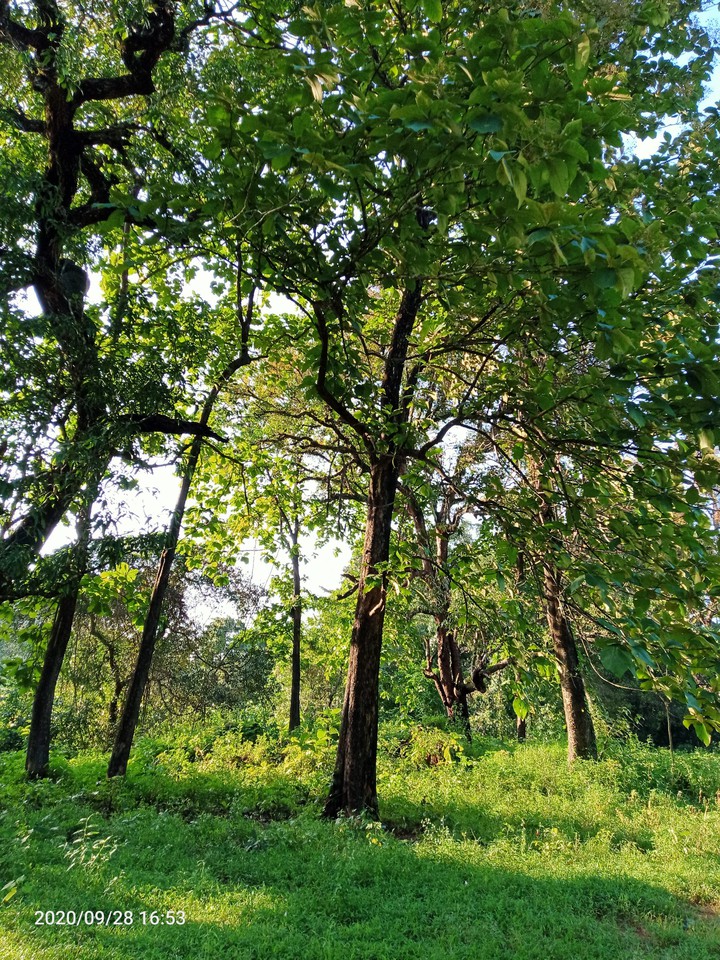 Nature beauty