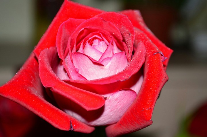 Rose, роза