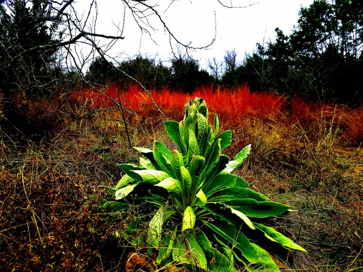 Texas winter, 50 degrees, fog and colors abound