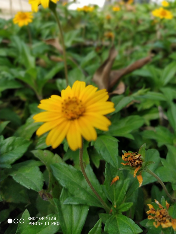 yellow flower