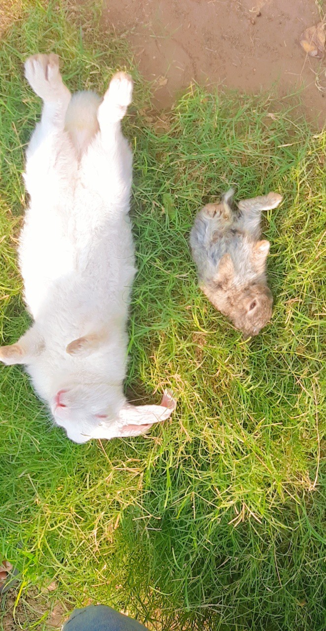 rabbit funny cute