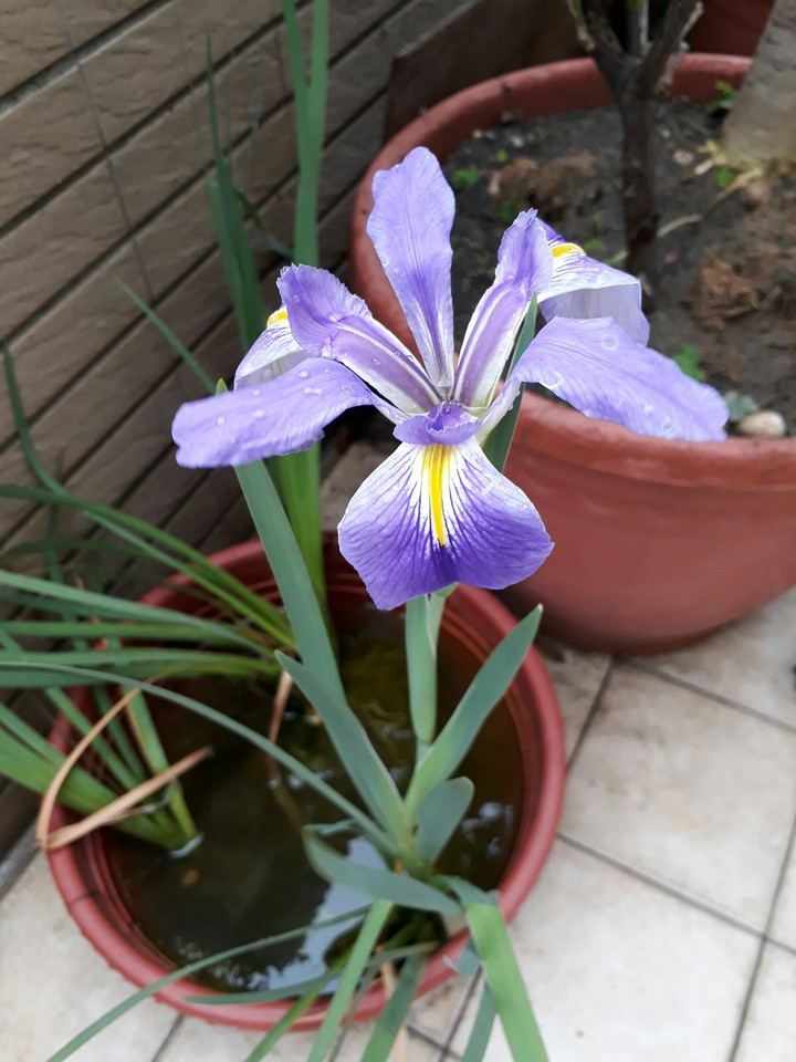 iris