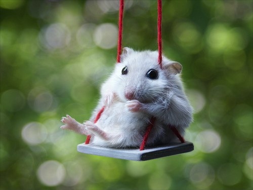 Mouse