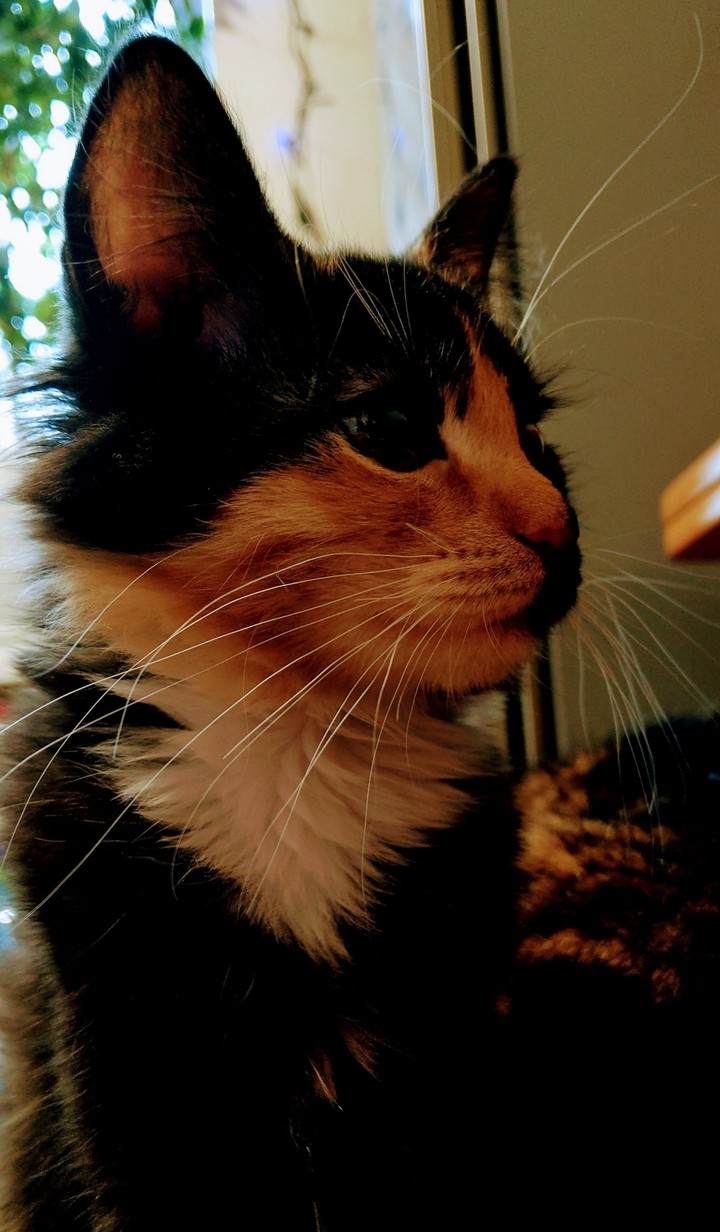 cat