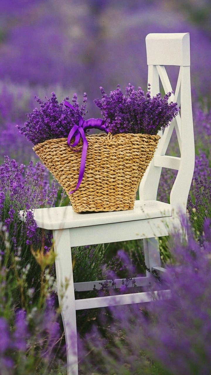 Lavendel