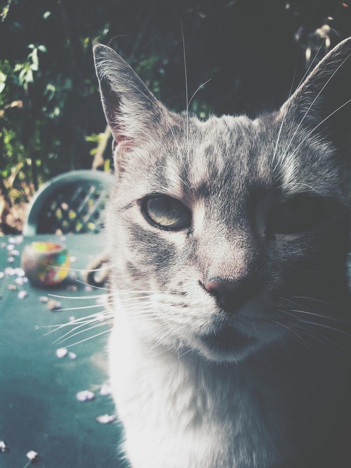 m'y cat