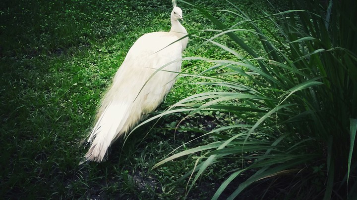 Admiration for Albino