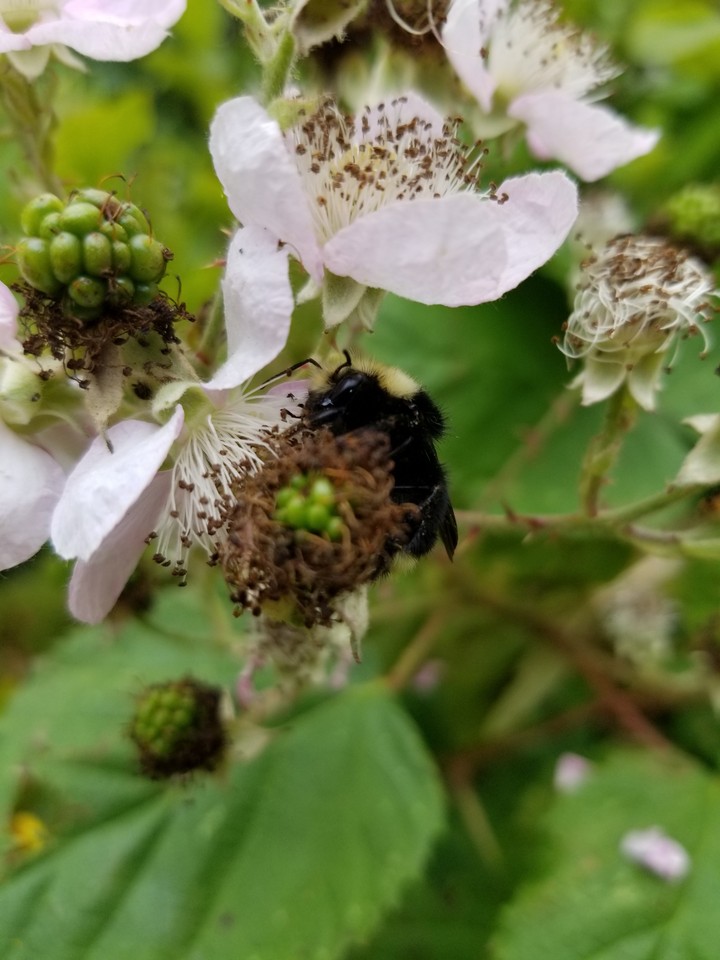 honey bee happiness 111