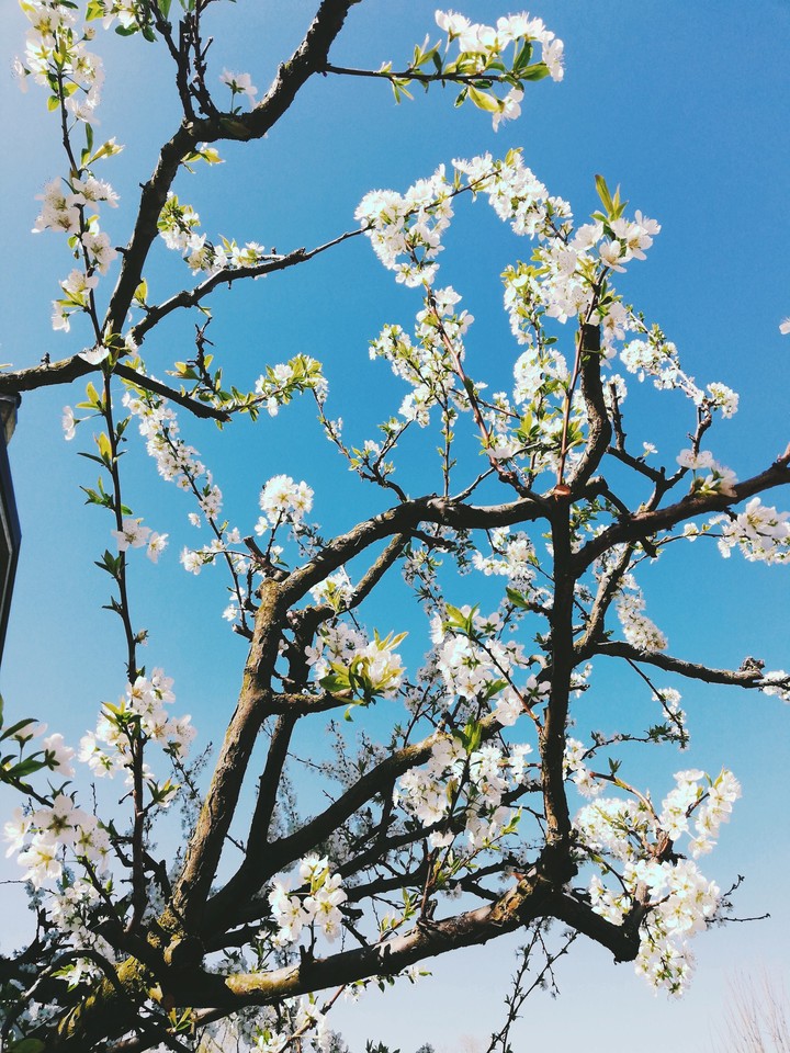 Alberi in fiore