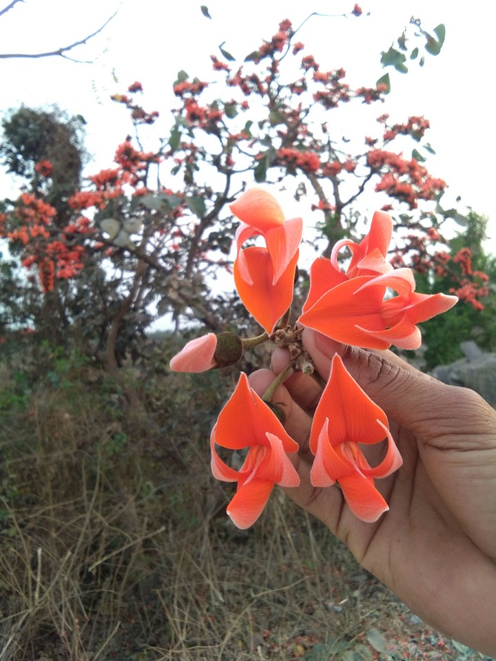 flowers