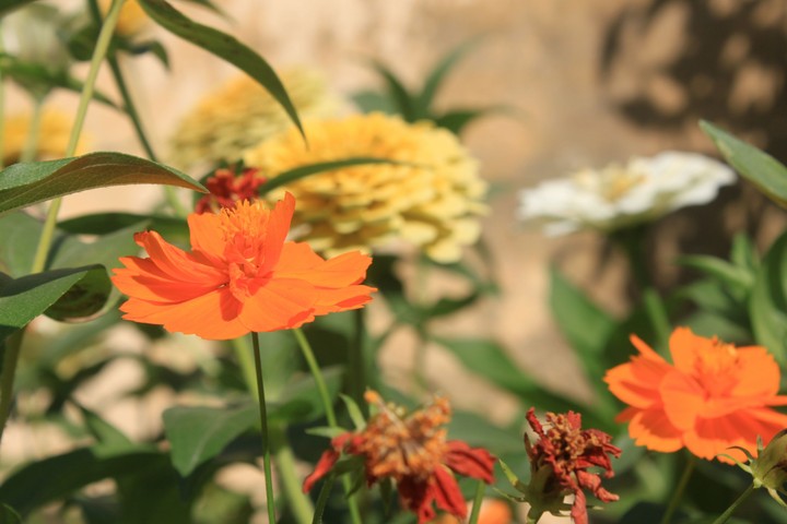 noon pic's