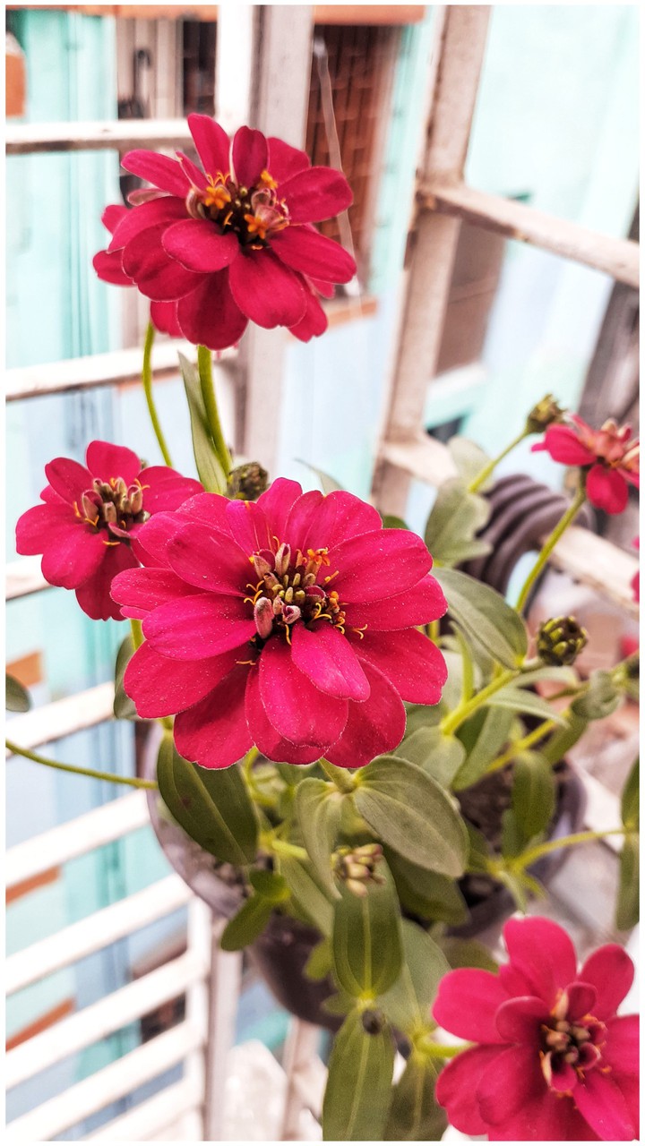 flower