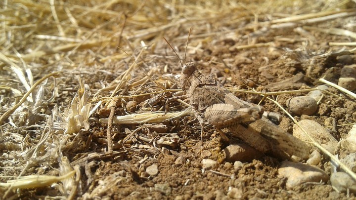 grasshopper