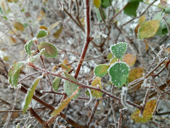The first snow