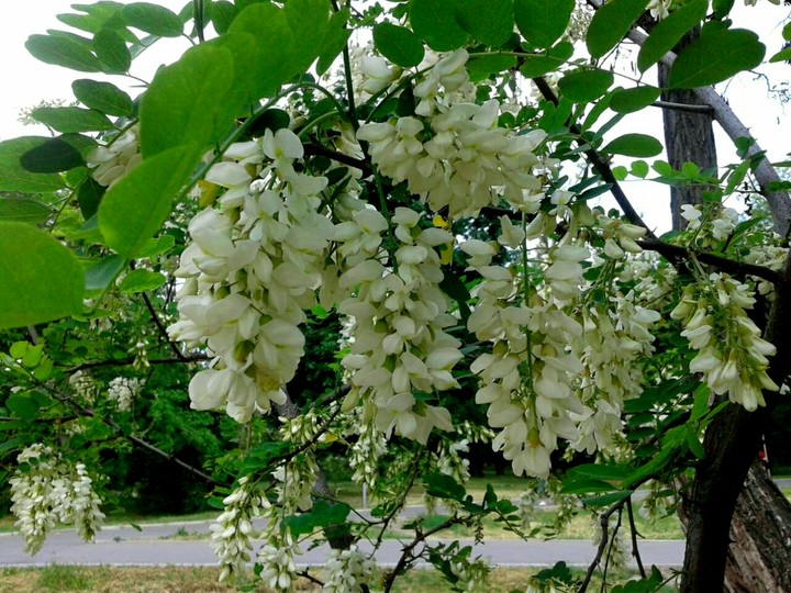 white acacia