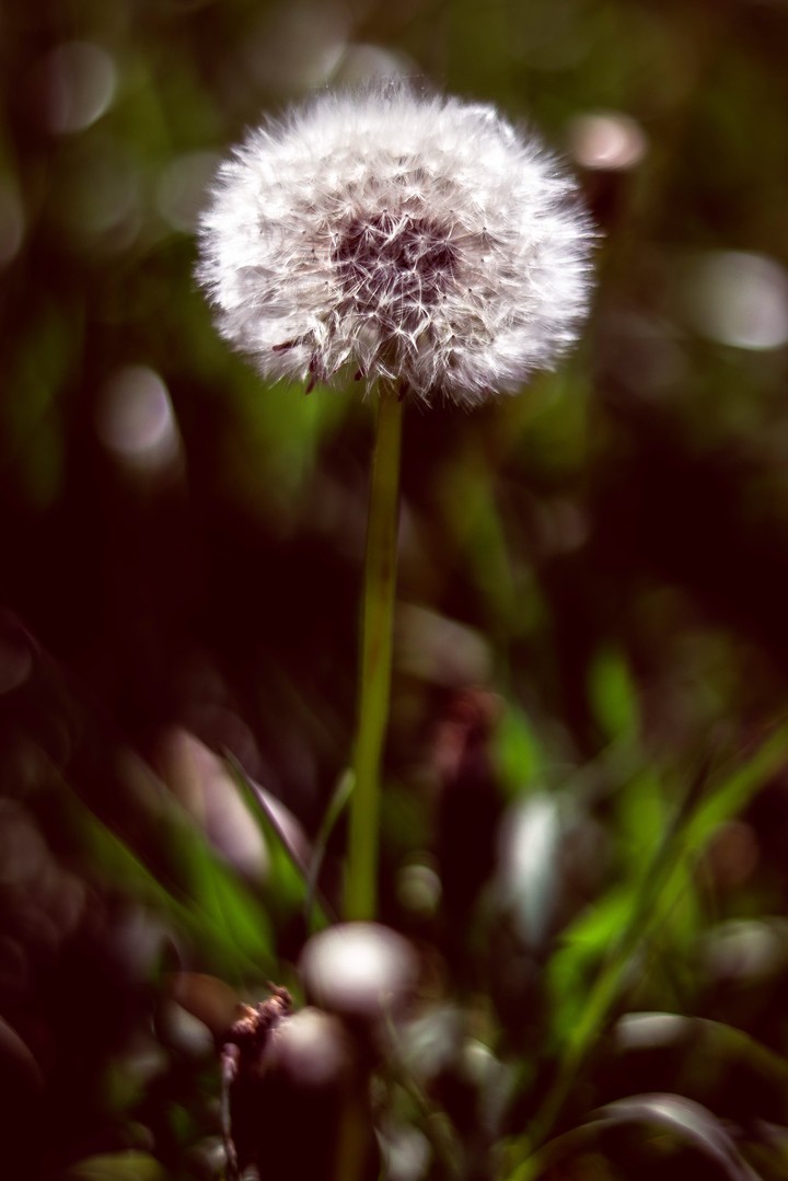 flora
