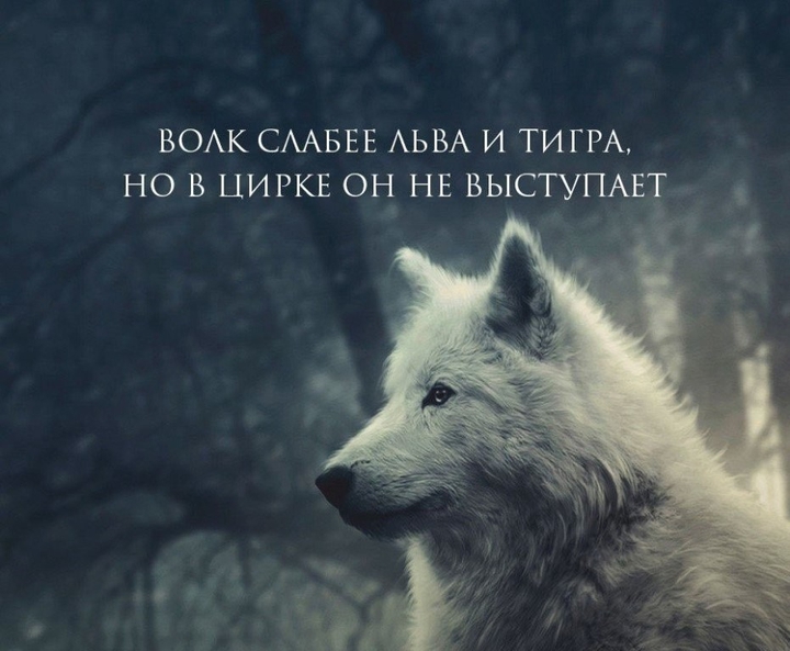 волк