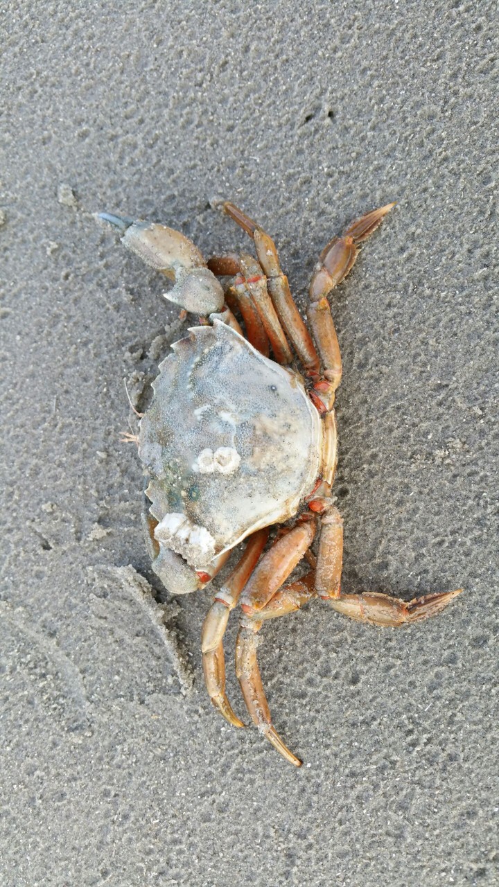 Crab