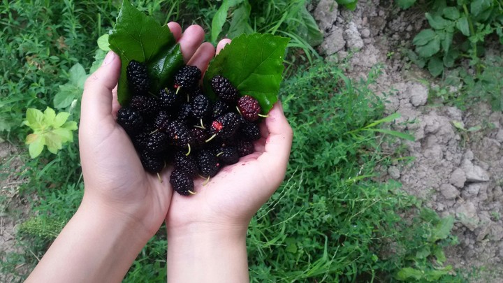 mulberry :)