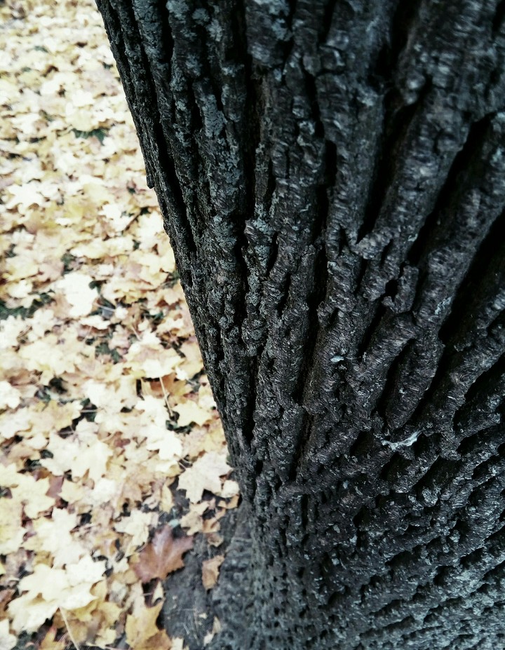 Autumn nature view