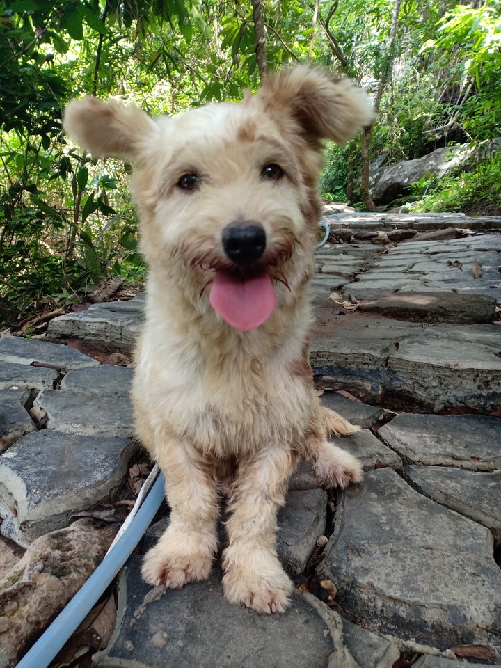 dog